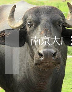 南京大厂沿江法院咨询电话