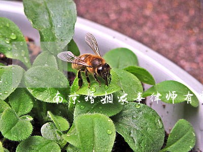 南京婚姻家事律师有哪些 南京婚姻家事律师有哪些