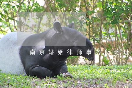 南京婚姻律师事务所地址 南京婚姻律师事务所地址
