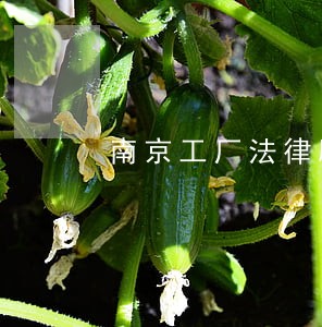 南京工厂法律顾问联系人 南京工厂法律顾问联系人