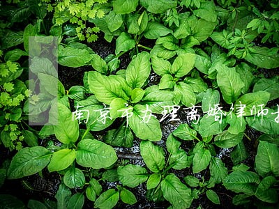 南京市办理离婚律师推荐 南京市办理离婚律师推荐