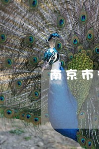南京市律师在线免费法律咨询 南京市律师在线免费法律咨询