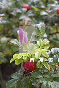 南京市找专业劳动纠纷律师地址 南京市找专业劳动纠纷律师地址