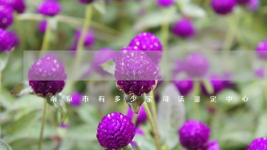 南京市有多少家司法鉴定中心 南京市有多少家司法鉴定中心