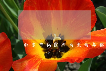 南京市栖霞区大型债务律师 南京市栖霞区大型债务律师