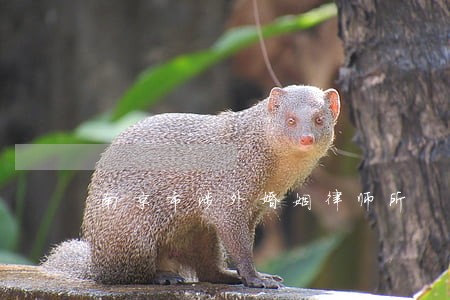 南京市涉外婚姻律师所 南京市涉外婚姻律师所