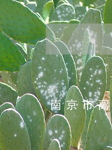 南京市离婚债务处理律师价位 南京市离婚债务处理律师价位