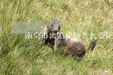 南京市离婚律师怎么委托 南京市离婚律师怎么委托