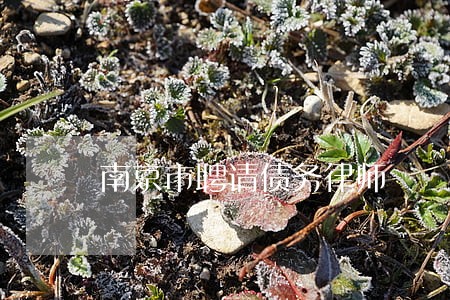 南京市聘请债务律师 南京市聘请债务律师