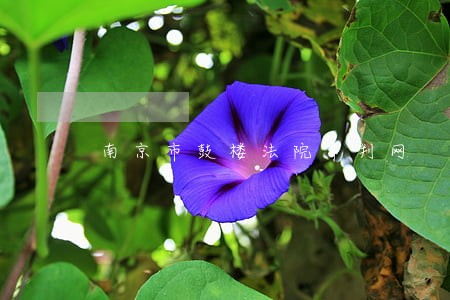 南京市鼓楼法院审判网