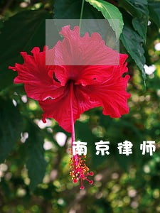 南京律师担任企业法律顾问 南京律师担任企业法律顾问