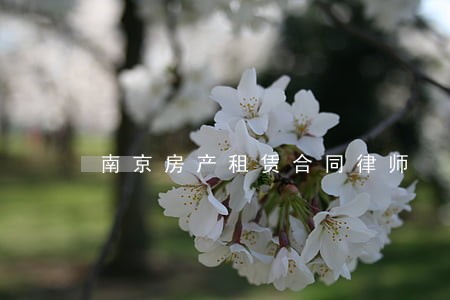 南京房产租赁合同律师 南京房产租赁合同律师