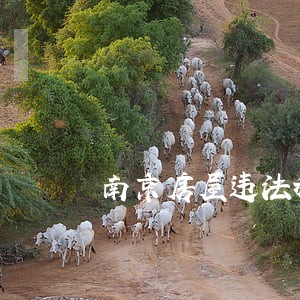 南京房屋违法租赁举报 南京房屋违法租赁举报