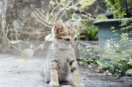南京擅长债务纠纷律师 南京擅长债务纠纷律师