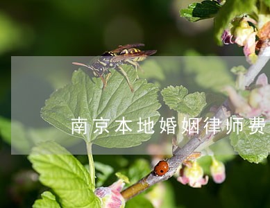 南京本地婚姻律师费用 南京本地婚姻律师费用