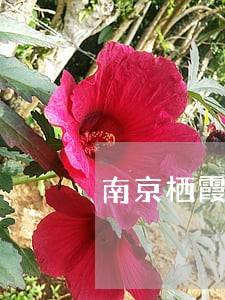 南京栖霞区离婚律师推荐 南京栖霞区离婚律师推荐