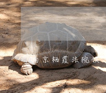 南京栖霞法院领导班子 南京栖霞法院领导班子