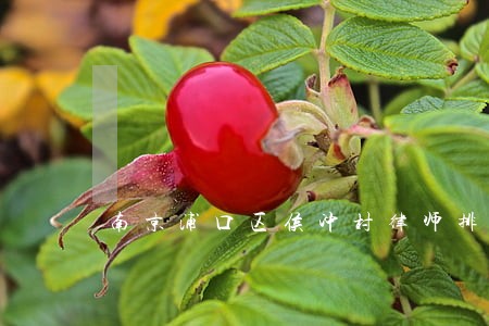 南京浦口区侯冲村律师排行榜 南京浦口区侯冲村律师排行榜