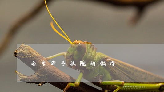 南京海事法院的微博 南京海事法院的微博