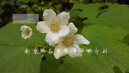 南京知名离婚律师哪个好 南京知名离婚律师哪个好