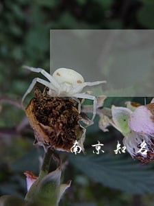 南京知名离婚律师比较好 南京知名离婚律师比较好