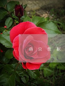 南京票据纠纷法律咨询 南京票据纠纷法律咨询