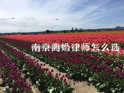 南京离婚律师怎么选 南京离婚律师怎么选