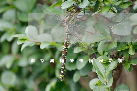 南京离婚法律顾问费用 南京离婚法律顾问费用