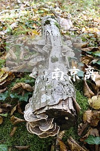 南京离婚赔偿律师网站 南京离婚赔偿律师网站