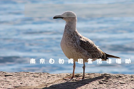 南京自如降租金法律援助