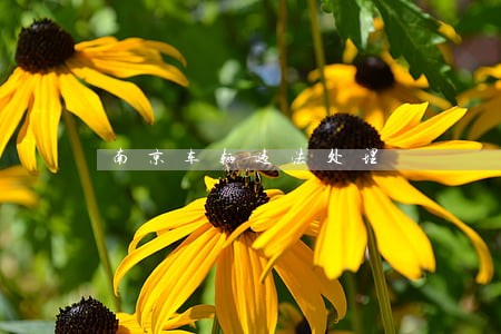 南京车辆违法处理