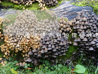 南京遗产纠纷律师收费标准 南京遗产纠纷律师收费标准