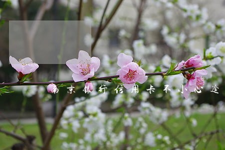 南京银行信用卡不小心逾期 南京银行信用卡不小心逾期