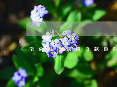 南京银行信用贷款逾期