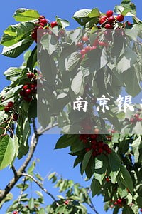 南京银行贷款逾期半个月 南京银行贷款逾期半个月