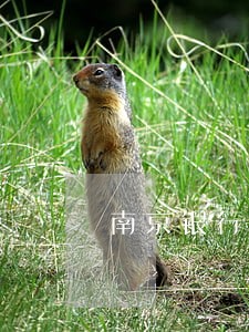 南京银行逾期7天上征信吗 南京银行逾期7天上征信吗