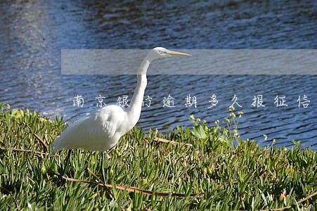 南京银行逾期多久报征信 南京银行逾期多久报征信