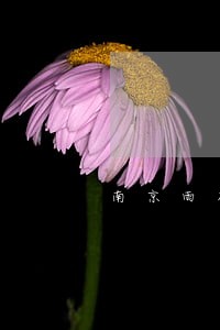 南京雨花法院米玲