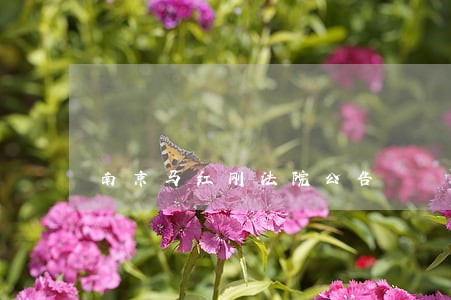 南京马红刚法院公告