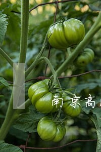 南京高淳区债权债务律师 南京高淳区债权债务律师