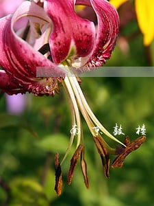 南京鼓楼区结婚纠纷律师团 南京鼓楼区结婚纠纷律师团