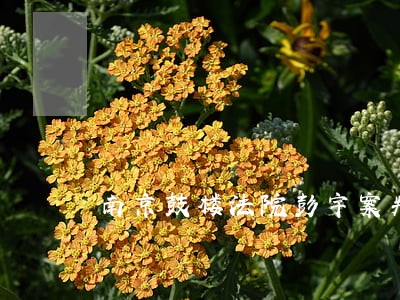 南京鼓楼法院彭宇案判决书 南京鼓楼法院彭宇案判决书