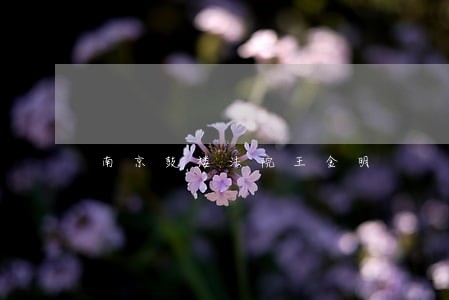 南京鼓楼法院王金明