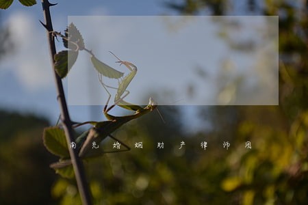 南充婚姻财产律师团 南充婚姻财产律师团