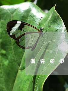 南充阆中婚姻律师推荐 南充阆中婚姻律师推荐