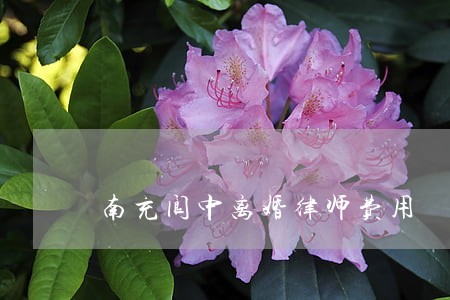 南充阆中离婚律师费用 南充阆中离婚律师费用