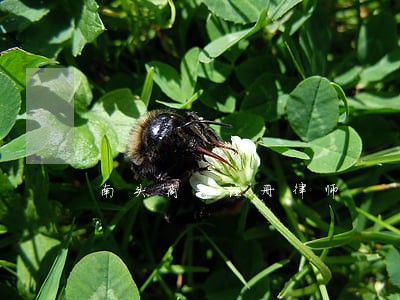 南头商标注册律师 南头商标注册律师
