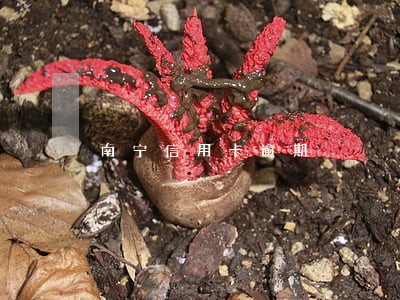 南宁信用卡逾期