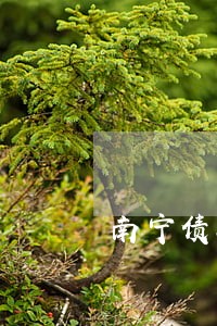 南宁债务案件律师介绍 南宁债务案件律师介绍