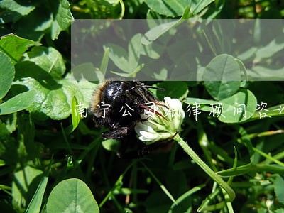 南宁公司法律顾问咨询 南宁公司法律顾问咨询